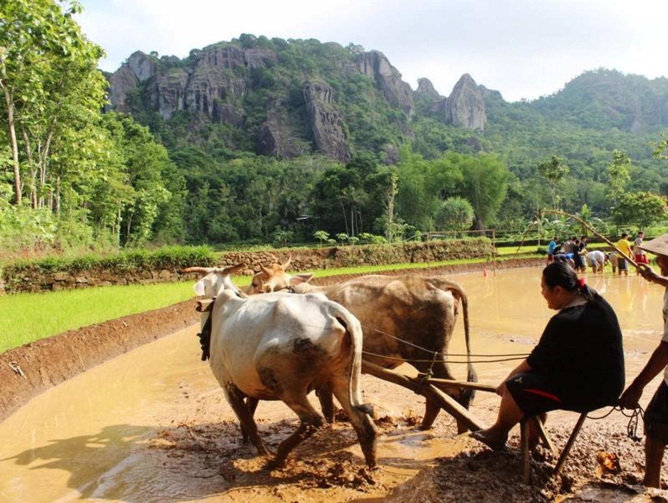 Photo: Desa wisata nglanggerann menaiki sapi yang sedang membajak sawah (jadesta.kemenparekraf.go.id)