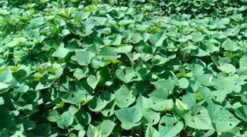 Budidaya Ubi Jalar: Jenis Populer, Teknik Efisien, dan Tantangan di Lapangan