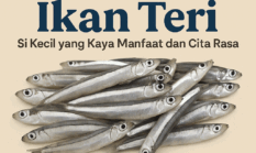 Ikan Teri: Si Kecil yang Kaya Manfaat dan Cita Rasa