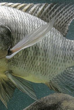 Ikan Nila Nirwana: Unggulan Budidaya Perairan Indonesia
