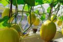 Machida Hydroponic