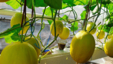 Machida Hydroponic