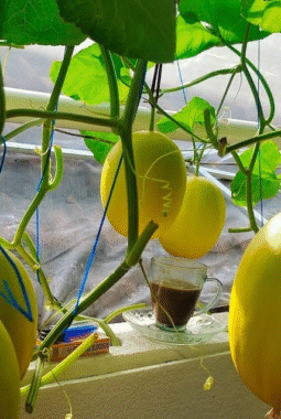 Budidaya Melon Sistem Machida: Teknologi Jepang yang Menghasilkan Melon Premium di Indonesia