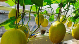Machida Hydroponic