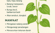 Sirih Cina (Peperomia pellucida): Tanaman Herbal Sederhana dengan Khasiat Luar Biasa