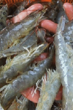 Menteri LH Ungkap Ada Sumber Radioaktif  Di Dekat  Pabrik BMS Menyebabkan Udang Beku Indonesia Tercemar Cesium