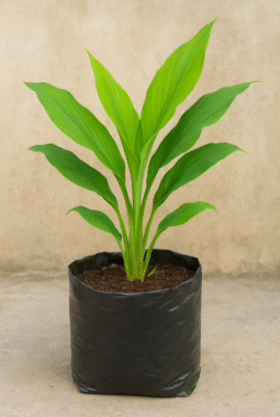 Cara Budidaya Kunyit di Lahan Terbatas: Panduan Lengkap untuk Pemula