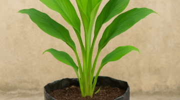 Cara Budidaya Kunyit di Lahan Terbatas: Panduan Lengkap untuk Pemula