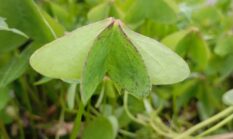 Sering Dianggap Gulma, Tanaman Calincing Ternyata Punya Banyak Manfaat