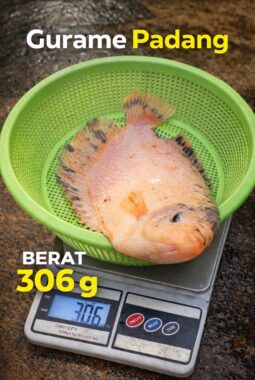Gurame Padang: Ciri, Harga Terbaru 2026, dan Tips Budidaya dari Benih sampai Panen