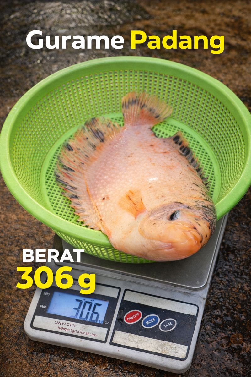 Gurame Padang