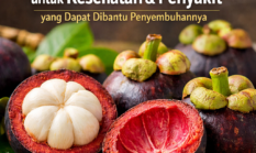 Manfaat Buah Manggis untuk Kesehatan, Ini Penyakit yang Dapat Dibantu Penyembuhannya