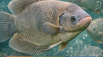 Banyak yang Keliru, Ini Kepadatan Ideal Budidaya Ikan Gurame Berdasarkan Ukuran dan Fase