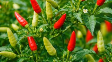 Stok Cabai Jawa Barat Surplus Jelang Ramadhan 2026, Kementerian Pertanian Republik Indonesia Pastikan Pasokan Aman