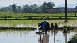 Foto : Kementan