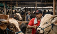 Satgas Pangan Turun Tangan, Pemerintah Awasi Ketat Harga Daging Sapi dan Sapi Hidup