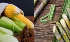 Kementan Genjot Hilirisasi Pertanian untuk Biofuel dan Bioetanol Demi Kemandirian Energi