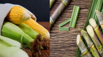 Kementan Genjot Hilirisasi Pertanian untuk Biofuel dan Bioetanol Demi Kemandirian Energi