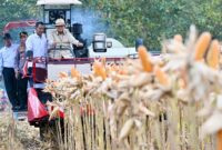 Presiden Prabowo Subianto Panen Jagung di Tuban, Hasil Panen 1,23 Juta Ton (Foto: setneg)