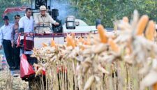 Presiden Prabowo Subianto Panen Jagung di Tuban, Hasil Panen 1,23 Juta Ton (Foto: setneg)