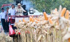 Presiden Prabowo Subianto Panen Jagung di Tuban, Hasil Panen 1,23 Juta Ton