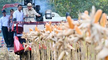Presiden Prabowo Subianto Panen Jagung di Tuban, Hasil Panen 1,23 Juta Ton (Foto: setneg)