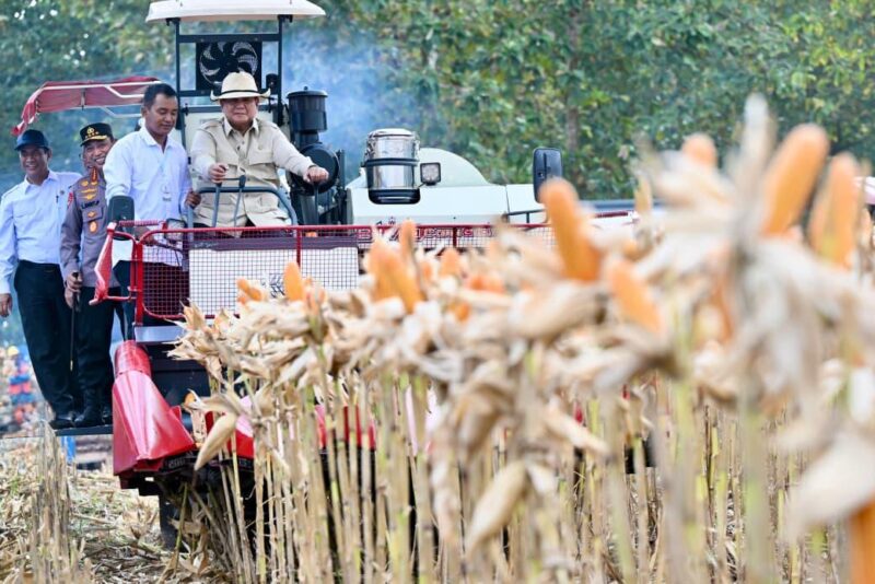 Presiden Prabowo Subianto Panen Jagung di Tuban, Hasil Panen 1,23 Juta Ton (Foto: setneg)