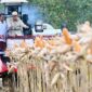 Presiden Prabowo Subianto Panen Jagung di Tuban, Hasil Panen 1,23 Juta Ton (Foto: setneg)