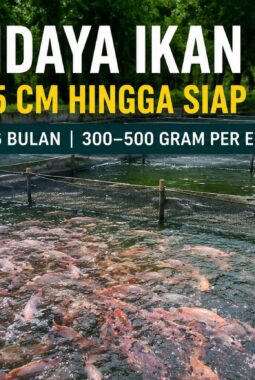 Berapa Lama Ikan Nila Ukuran 5 Cm Mencapai Ukuran Panen? Simak Perhitungan, Faktor Pertumbuhan, dan Potensi Keuntungannya