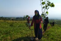Kegiatan Cisadane Resik sedang melakukan penghijauan di kaki Gunung Salak