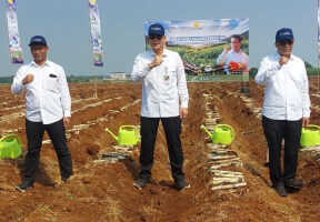 Kementan Gelar Tanam Serentak Tebu di 30 Kabupaten, Percepat Target Swasembada Gula Nasional