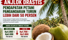 Harga Kelapa Anjlok Drastis, Pendapatan Petani Pangandaran Turun Lebih dari 50 Persen