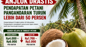 Harga Kelapa Anjlok Drastis, Pendapatan Petani Pangandaran Turun Lebih dari 50 Persen
