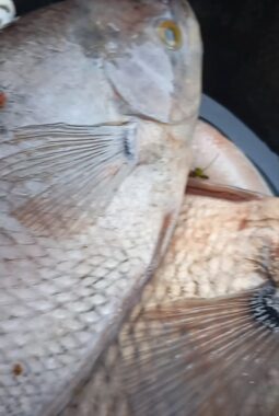 Waspada! Mata Gurame Berwarna Hijau dan Sirip Memerah Jadi Sinyal Bahaya Kematian Massal