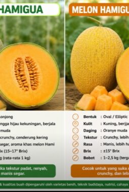 Perbedaan Melon Hamigua dan Hamigua Lavender, Mana Lebih Manis?